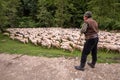 Traditional shepherd with sheep in the mountains,Alpine transhumance Royalty Free Stock Photo