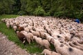 Traditional shepherd with sheep in the mountains,Alpine transhumance Royalty Free Stock Photo