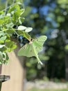 Luna moth in the garden