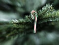 Traditional single stripped candy cane Christmas decoration hanging on artificial tree