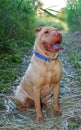 Traditional Sitting sharpei