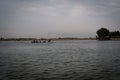 Traditional Small Boat Navigating Water Channels Amidst the Dense Reed Beds of the Basra Marsh Ecosyst Royalty Free Stock Photo