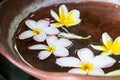 Traditional Spa White Frangipani Flowers Background Filled With Water