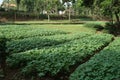 Traditional Spinach Garden Farm in the Javenese Village_2