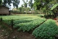 Traditional Spinach Garden Farm in the Javenese Village_1