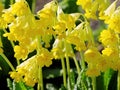 Primula ruprechtii or Caucasus Oxlip Royalty Free Stock Photo