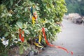 Traditional Sri Lanka ribbons on the trees in the harbor. Ritual of sailors.