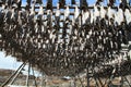 Traditional stockfish Royalty Free Stock Photo
