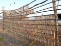 traditional stockfish Hanging outdoor drying on the sun