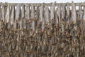 Traditional stockfish hanging in vertical pattern on drying rack