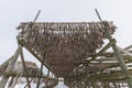 Traditional stockfish hanging in vertical pattern on drying rack