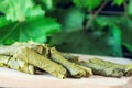 Traditional stuffed grape leaves called Sarma on a wooden service plate in front of the green grape leaves, close up