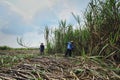 TRADITIONAL SUGARCANE FARMERS ARE HARVESTING INDONESIA