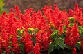 Scarlet sage. Salvia splendens Citaro. Royalty Free Stock Photo