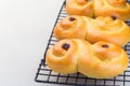 Traditional Swedish and scandinavian Christmas saffron buns Lussekatter on cooling tray, light gray concrete backgtound,