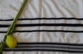 Traditional symbols The four species: Etrog, lulav, hadas, arava. Against the background of a tallit, Royalty Free Stock Photo