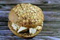 Traditional tahini halva with peanuts or Halawa Tahiniya in a wheat oat fresh baked bun topped with oats and sesame