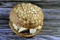 Traditional tahini halva with peanuts or Halawa Tahiniya in a wheat oat fresh baked bun topped with oats and sesame