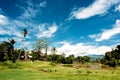 Traditional Tana Toraja village, tongkonan houses and buildings. Kete Kesu, Rantepao, Sulawesi, Indonesia