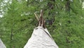 Traditional Tent Made With Long Tree Branches