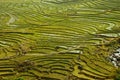 Traditional teracced field in Sapa Valley norht Vietnam