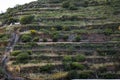 Traditional terraced vineyards on a hillside in Manarola, Cinque Terre, Italy Royalty Free Stock Photo