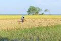 Traditional Thai farmer harvesting crops in the rice field Royalty Free Stock Photo