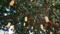 Traditional Thai Lanterns Hanging on Tree Branches