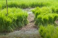 Traditional Thai style rice growth Royalty Free Stock Photo