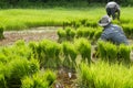 Traditional Thai style rice growth Royalty Free Stock Photo