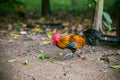 Traditional Thailand rooster on field in morning