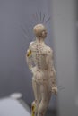 Chinese acupuncture dummy