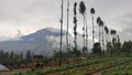 traditional tobacco plantations in Temanggung district