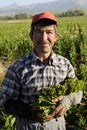 Traditional tobacco worker