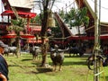 Traditional Toraja funeral ceremony, Rantepao, Celebes, Indonesia