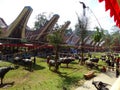 Traditional Toraja funeral ceremony, Rantepao, Celebes, Indonesia