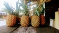 Traditional traders selling sweet pineapple fruit