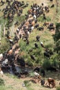 Traditional transhumance of a herd of cows crossing a river in S