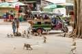 Traditional transport taxi tuk-tuk in the environment of wild monkeys