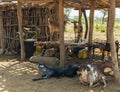 Traditional tsemay houses. Omo Valley. Ethiopia.