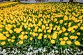 Traditional tulip Festival in Sultanahmet Square