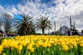 Traditional tulip Festival in Sultanahmet Square