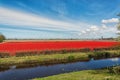 Traditional tulip field in the Netherlands.