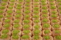 Traditional Turkish dessert called Bulbul Nest , Special baklava with walnut inside and pistachio powder on it, Sherbet dessert