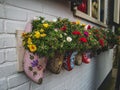 Old wooden clogs with blooming flowers in a population village Royalty Free Stock Photo