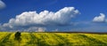 A traditional Ukrainian yellow-blue landscape yellow fields and blue sky with clouds