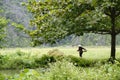 Traditional Vietnamese farmers cultivating rice in Asian fields