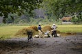 Traditional Vietnamese farmers cultivating rice in Asian fields