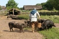 Traditional Viking farmer feeding the pigs at Ribe Viking Center Denmark