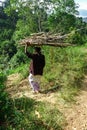 Traditional village scenery in Sri Lanka: local woman carrying heavy bunch of brushwood. Typical asian cultural difference worth